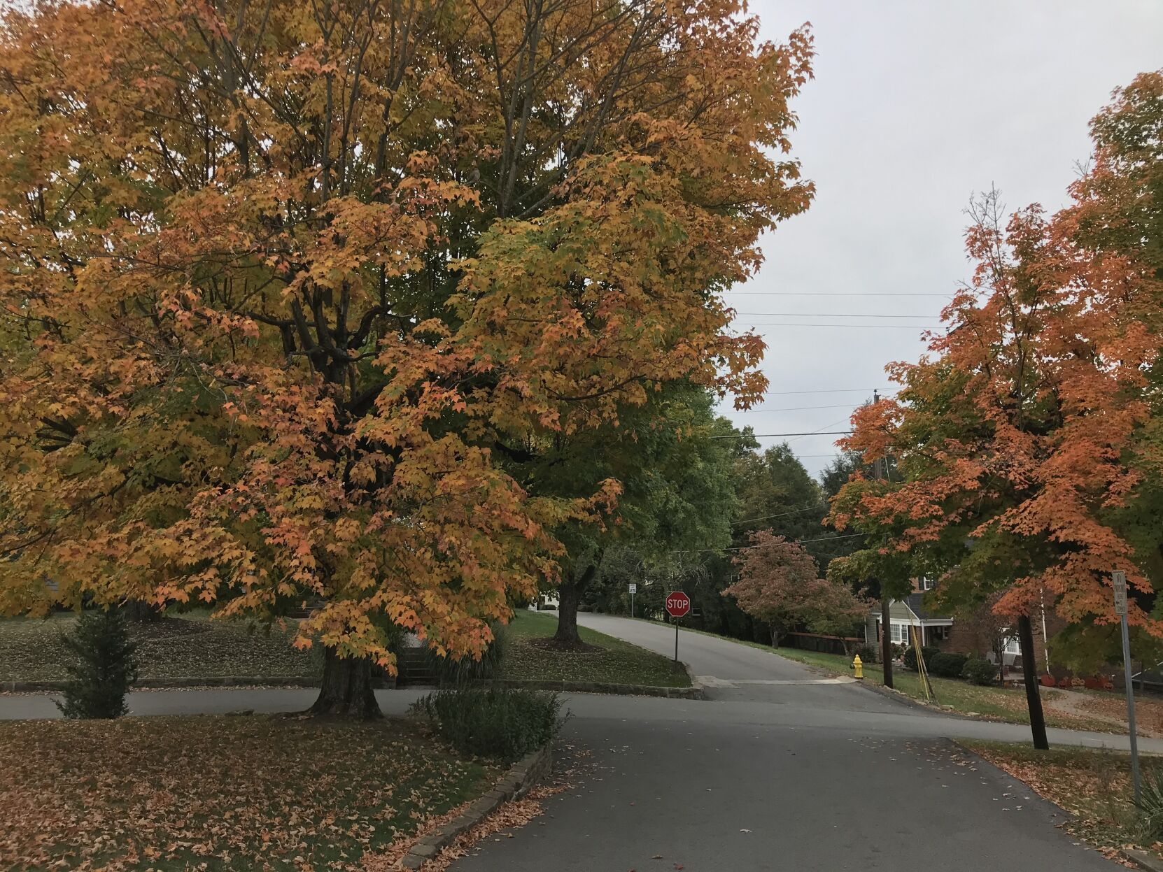 The splendor of fall